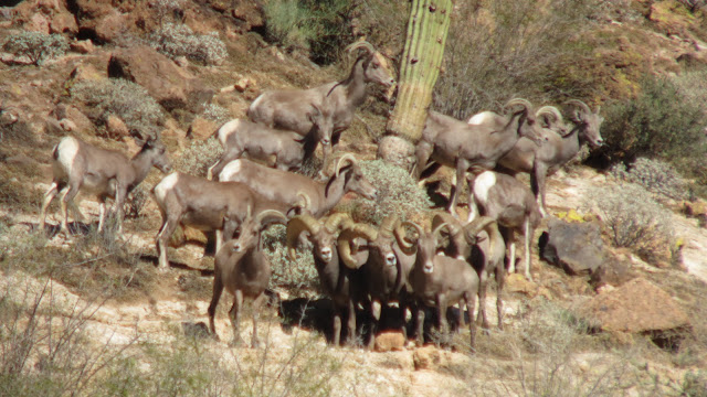 AZ+Desert+Bighorn+Sheep+Hunt+Photo+with+Colburn+and+Scott+Outfitters+3.JPG
