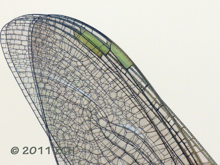 dragonfly wings. Dragonfly wings - close up.