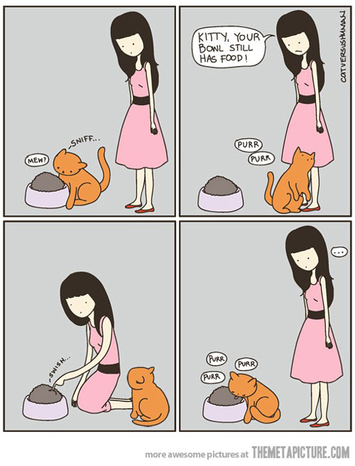 Real Stories! Amazing Adventures! How To Mind Control A Cat