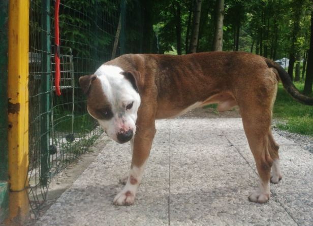 un pit bull per amico adottato pinin pit bull maschio a luino va in cerca di una nuova famiglia