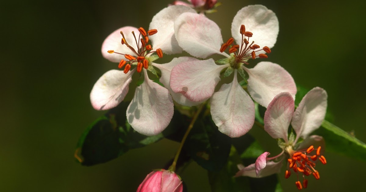 Kentucky Native Plant and Wildlife Plant of the Week Southern Crab