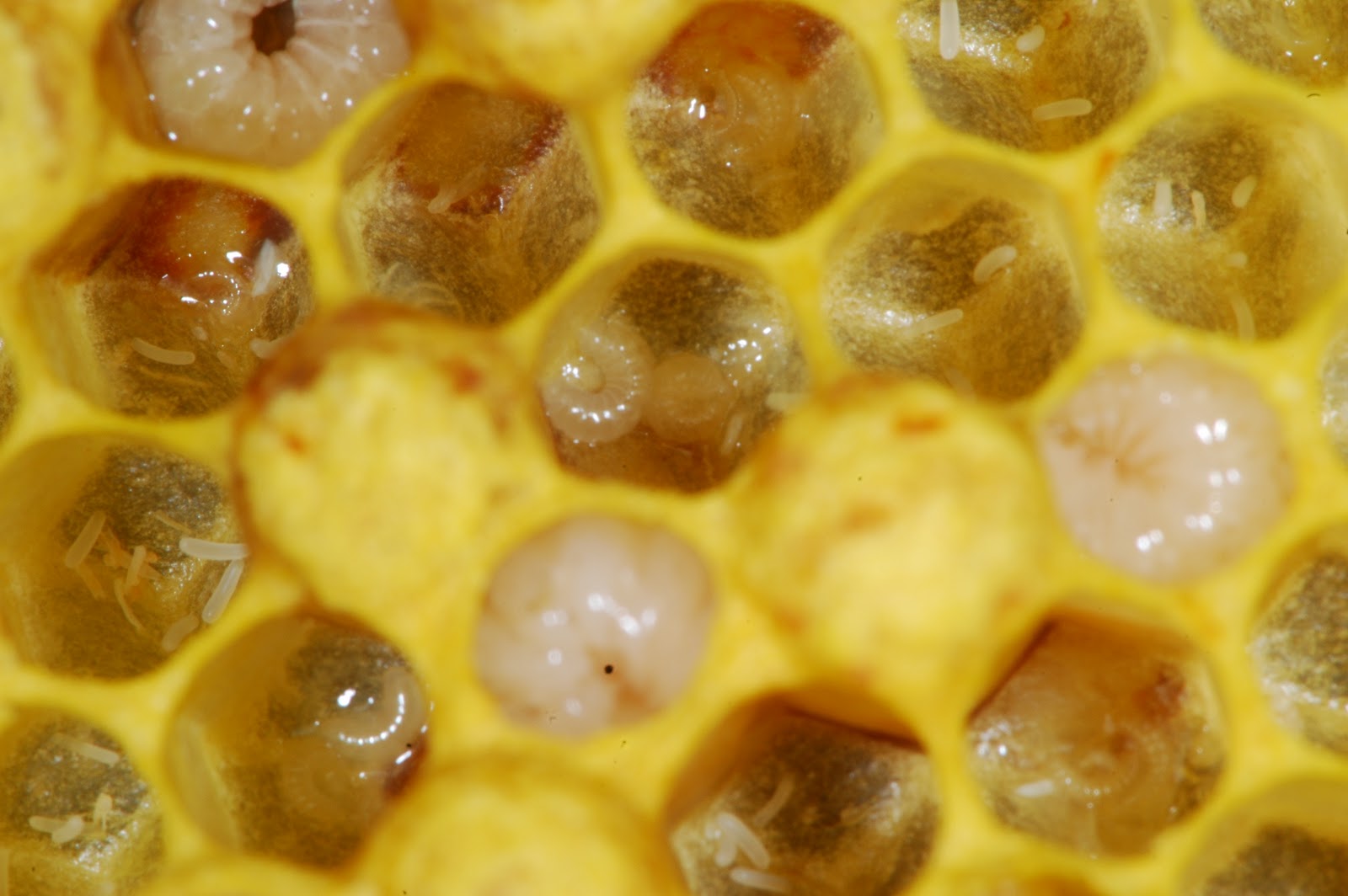 Demon bug spray lowes, red bull ant facts, wooden bees