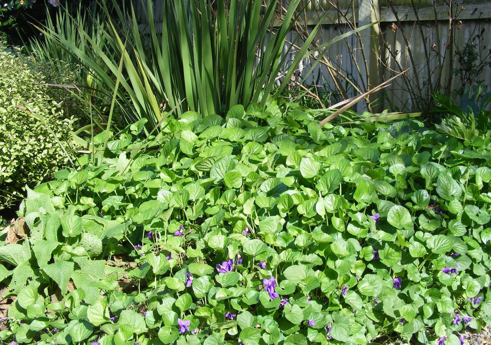 Rachel Callaghan Landscape Architect, NZ Violets as Groundcover
