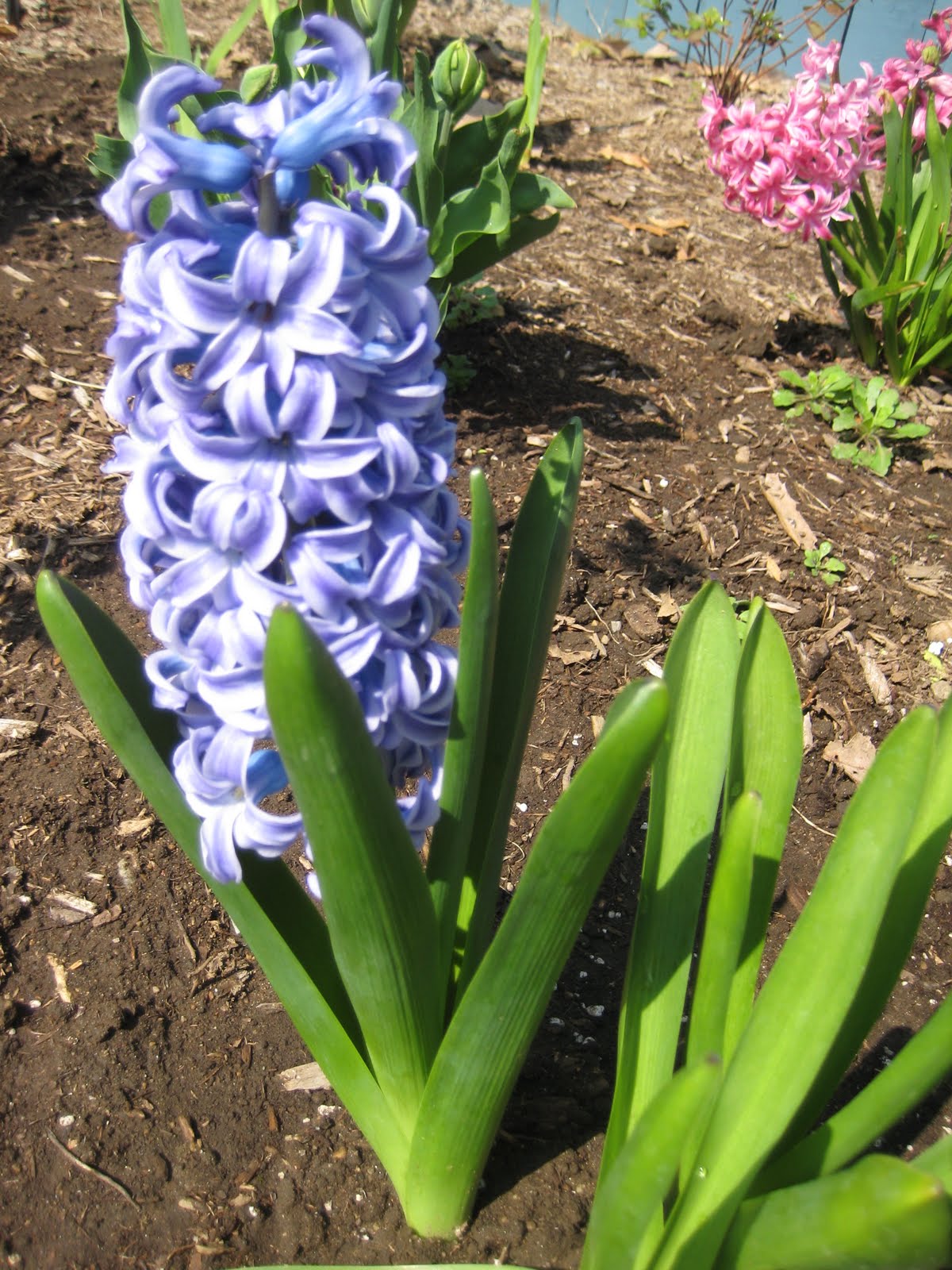 Cedar Knoll Farm April 2011