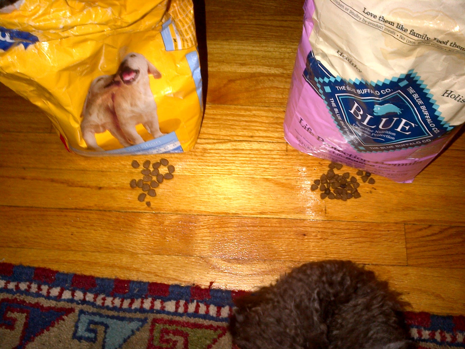 Huxtable The Poodle Toy Poodle Blog Parti Poodle When to Switch