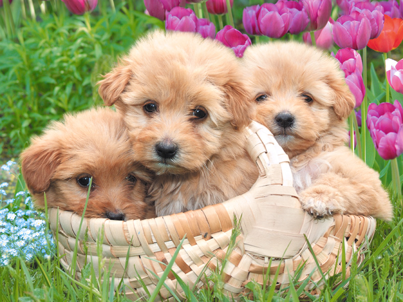 Dog Wallpaper Dog Wallpaper