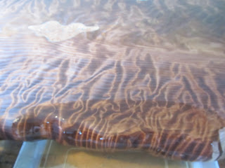 curly wavy redwood