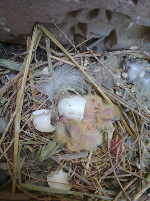 baby birds in nest,baby bird nest,birds pictures,fancy pigeons