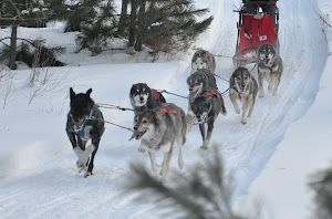 Winter at Summer Place Sled Dog Kennel , 2014-2015