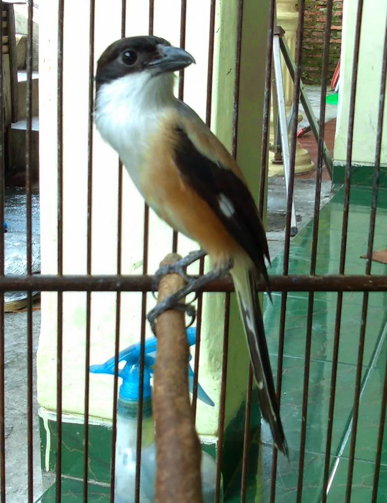 Gambar Suara Burung Cendet Juara 1