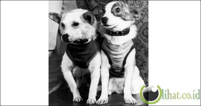 Strelka & Belka dari Rusia Strelka & Belka dari Rusia