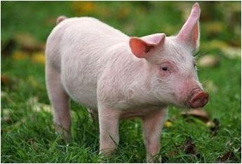 Jornal dos Bichos - Animal em Fatos, vídeos e fotos: Sonhar com porco