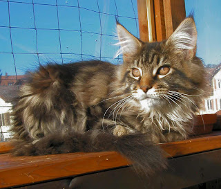 Maine Coon Cat Pictures