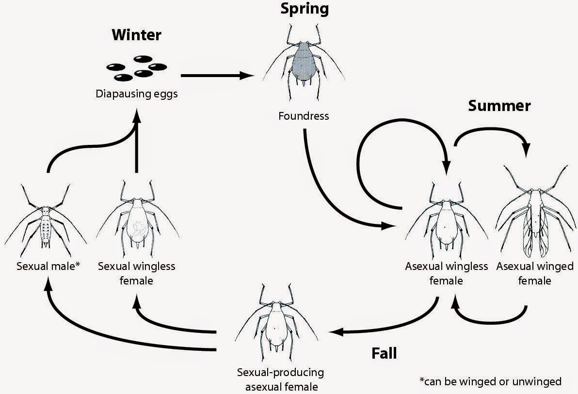 Knowledge Class Reproduction in Animals