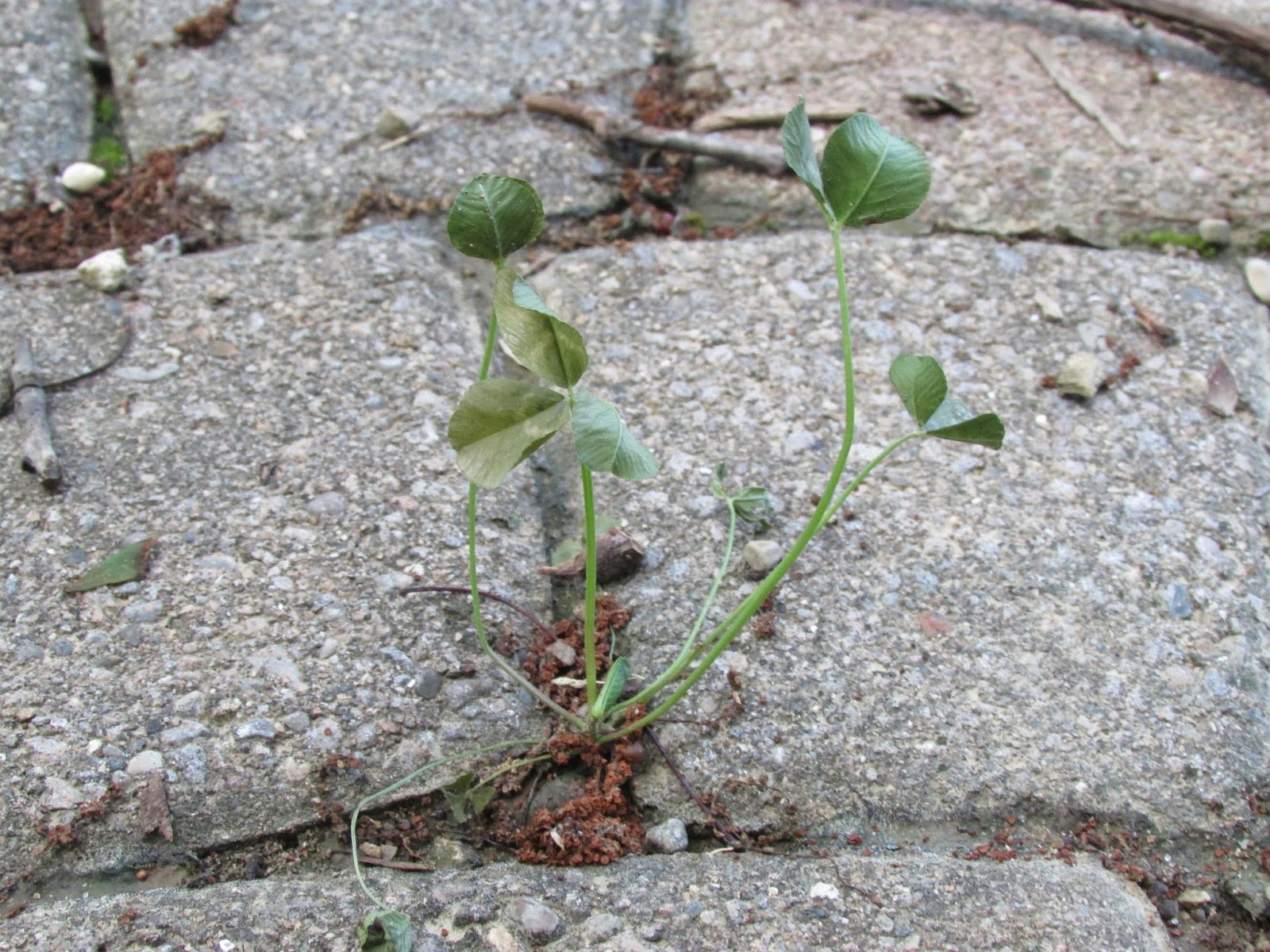 My Rotten Dogs Dog Friendly Weed Killer