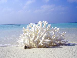 White Coral Decor