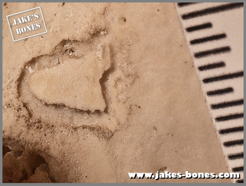 Strange bones #13: the weird skull groove : Jake's Bones