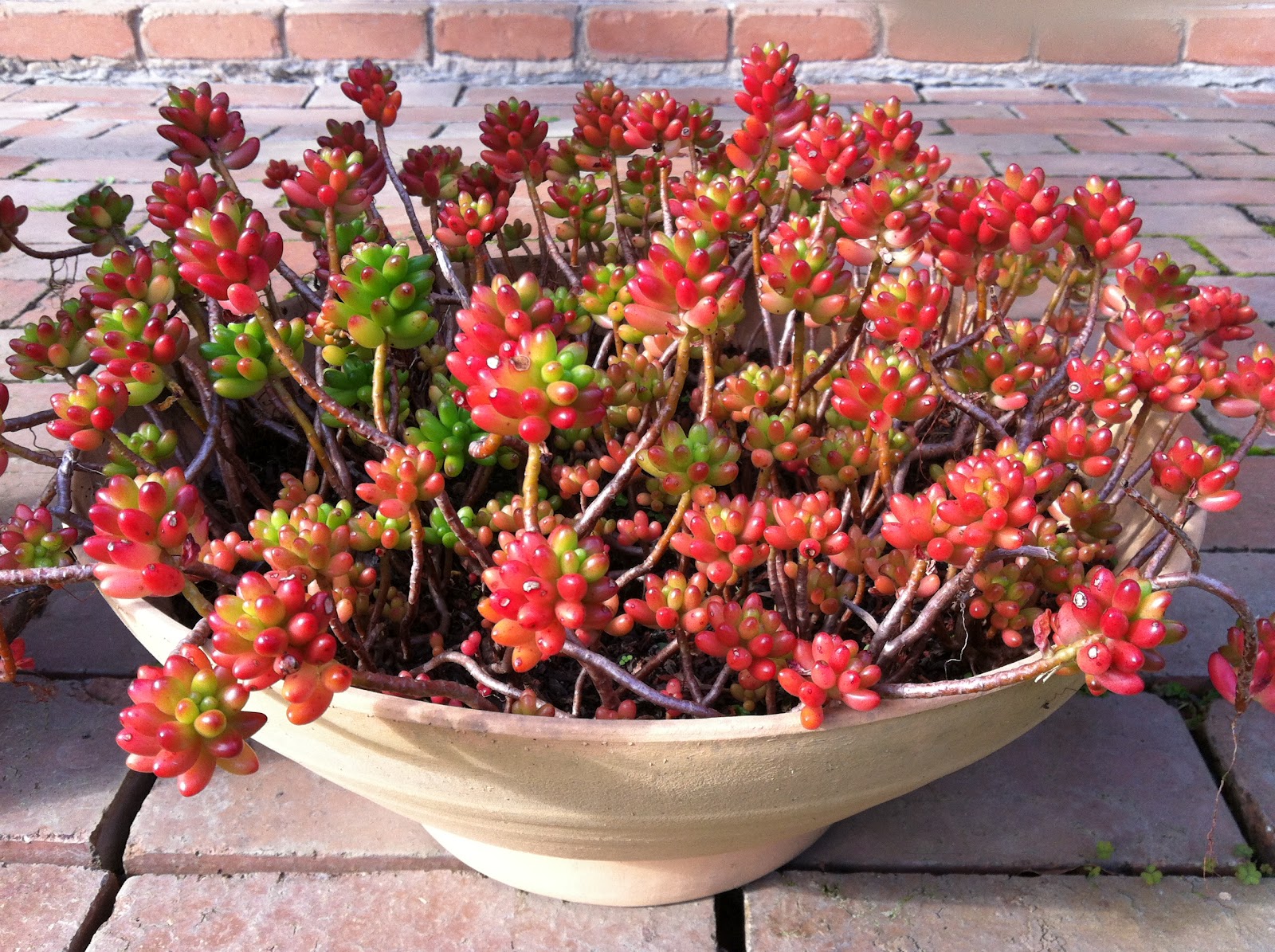 CheeKeeLee Winter Garden in Melbourne