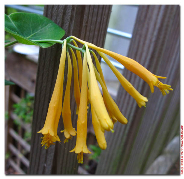 Randy & Meg's Garden Paradise The Blue Bottle Flower