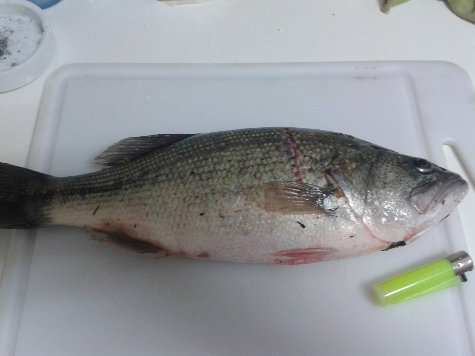 El Mundo de la Pesca en Cádiz Black Bass