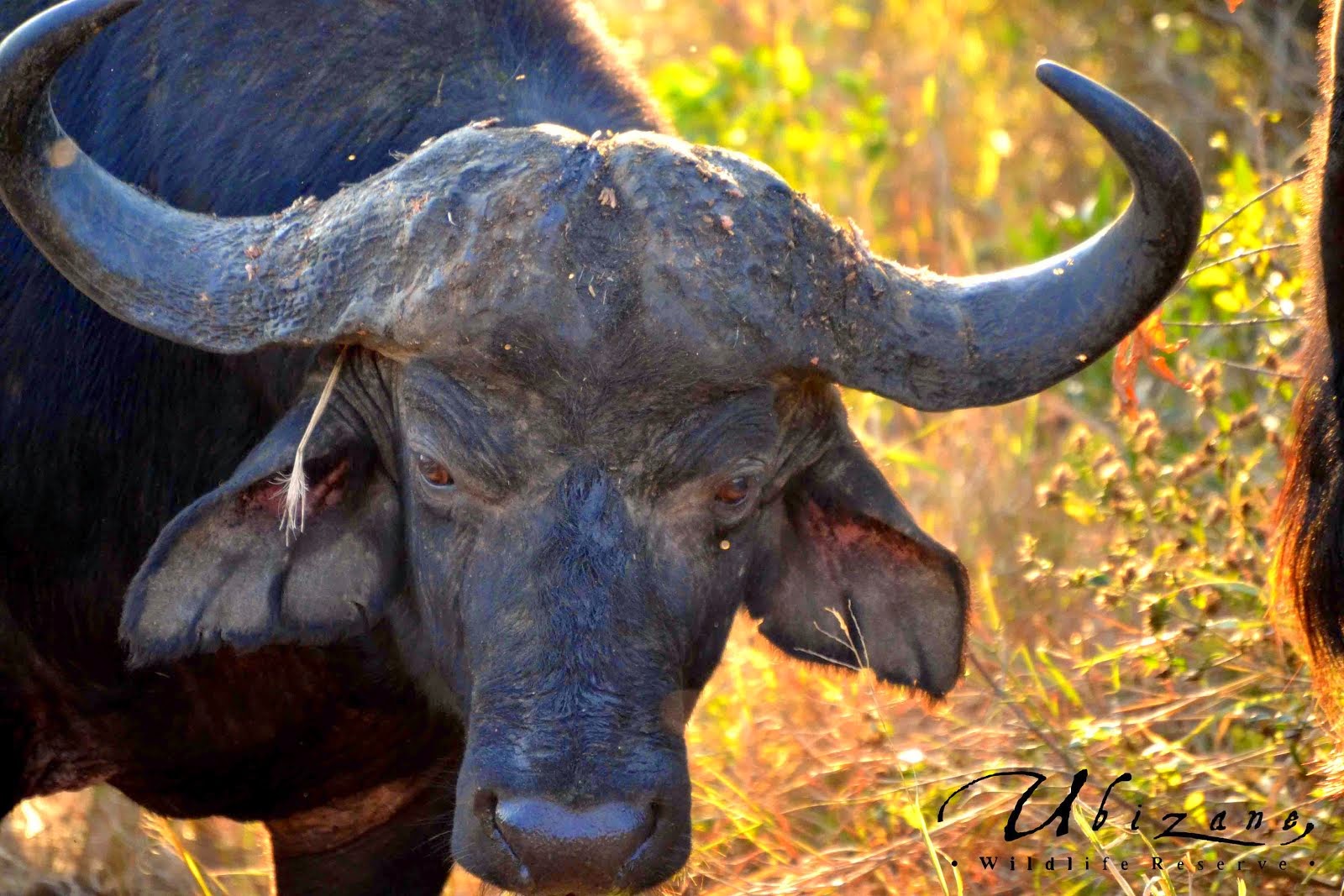 Hluhluwe Game Reserve Buffalo