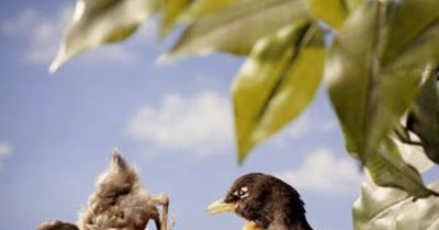 Light and Shadow: Baby Bird kicked out of Nest