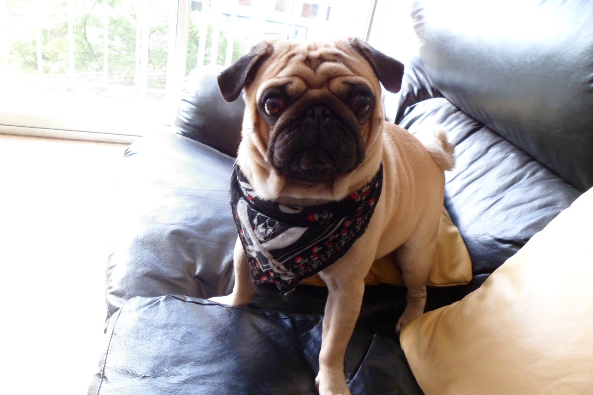 pug carlino wallpaper pug carlino imagui pug carlino wallpaper pug carlino imagui