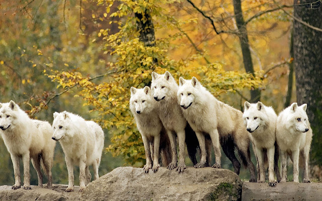 Wolf pack wallpaper with many wolves