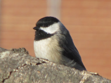 Chickadee