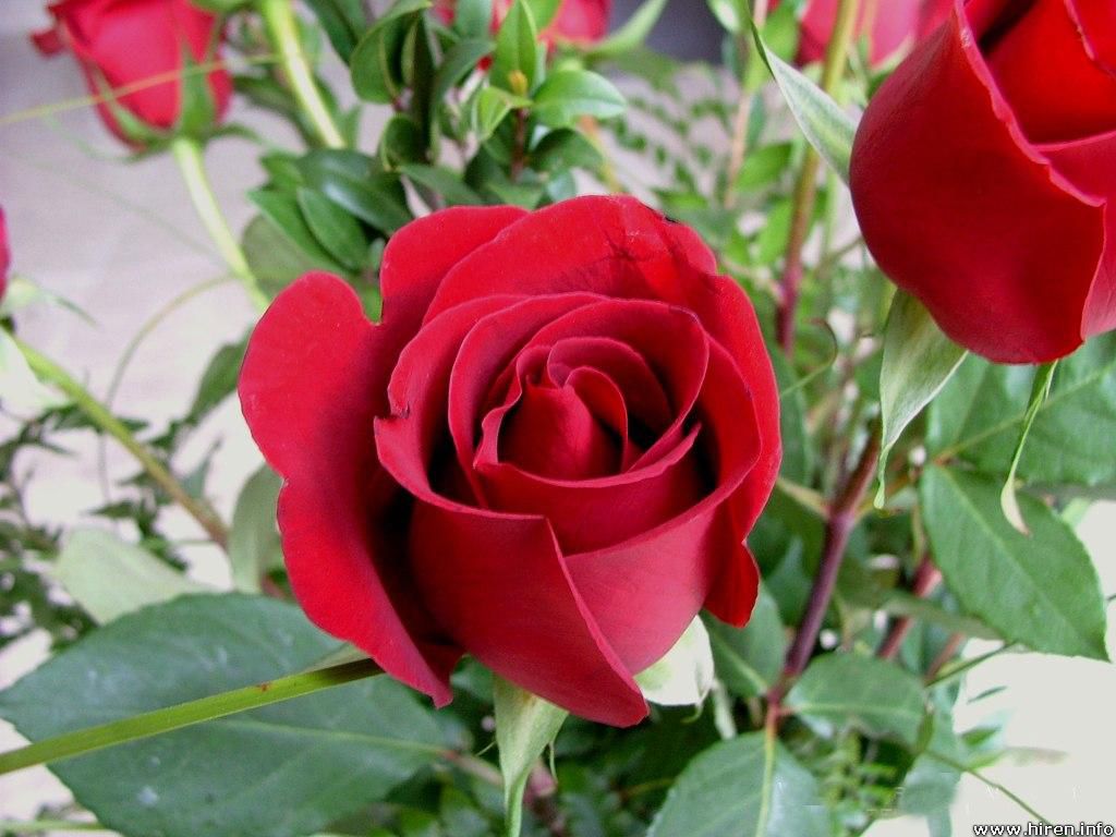 Hd Wallpapers Red Rose Flower For Mobile