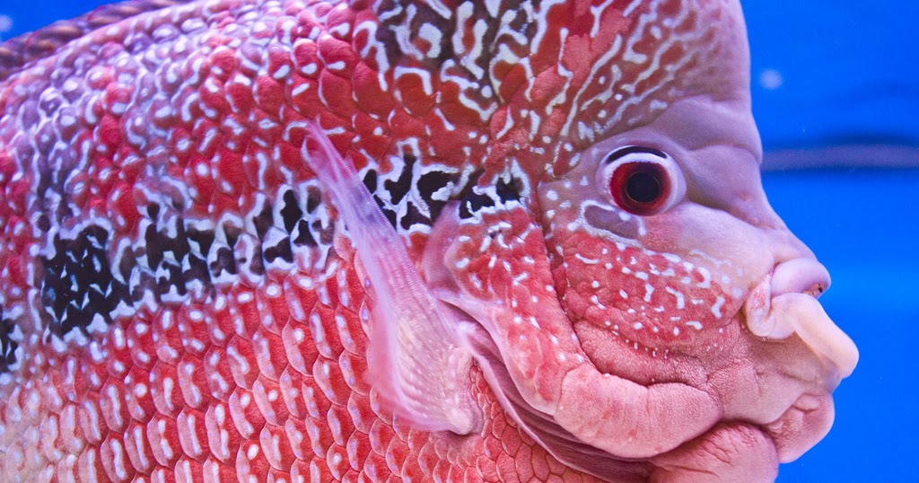 Flowerhorn The Hybrid Cichlids Flower Horn Fish