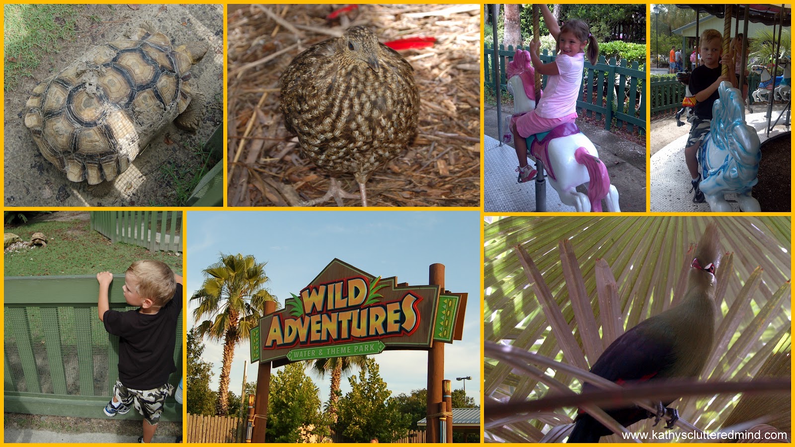 Kathys Cluttered Mind Have A Wild Time At Wild Adventures In Valdosta Ga