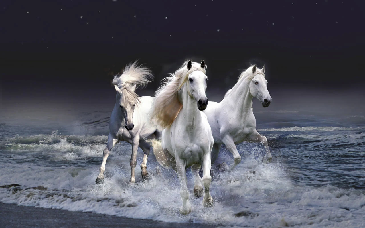 3d beautiful white horse wallpaper