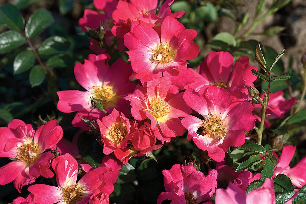 Limelight Hydrangeas In Bloom