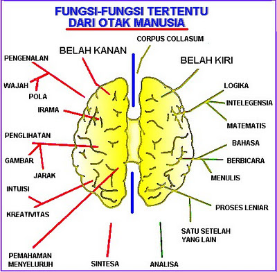 http://1.bp.blogspot.com/-nplPiT5Vs9w/UIhn5oi5RCI/AAAAAAAAJzs/MszveSMpgnQ/s400/fungsi+otak+kanan+otak+kiri.jpg