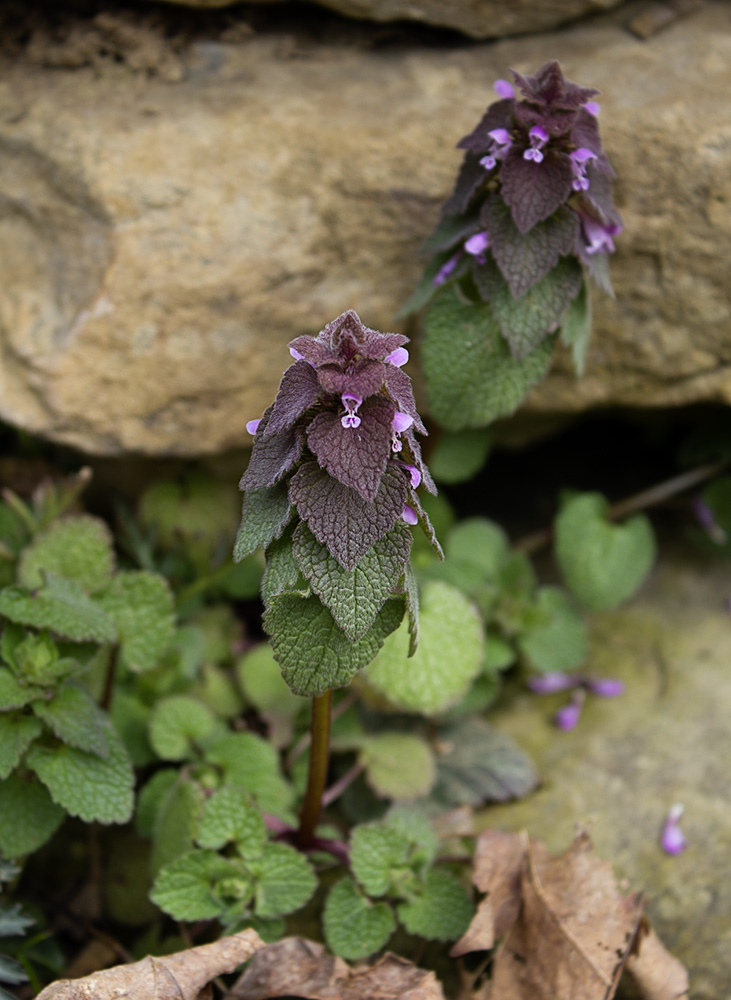 Rurification Dead Nettle