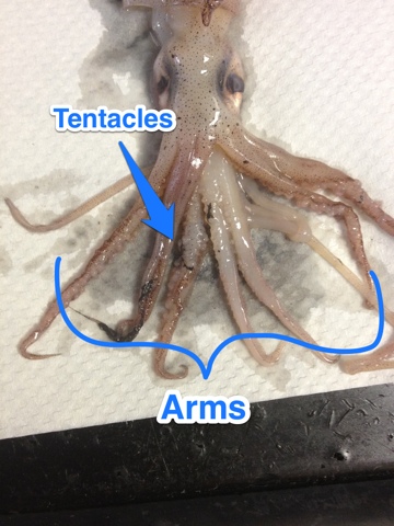 Biology 11: SQUID DISSECTION