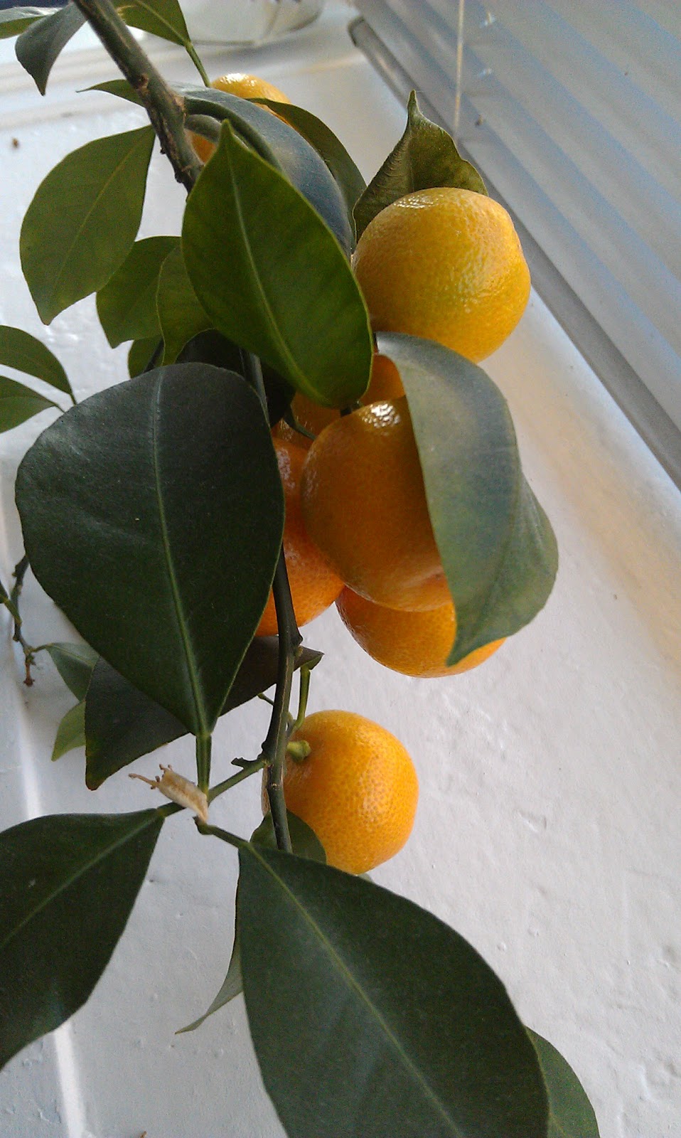 Swedanes: we proudly present: appelsinglæde
