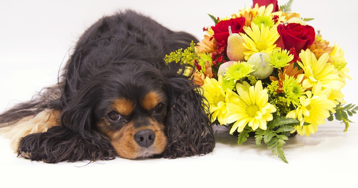 Cavalier King Charles Spaniels Greeting Cards & Products Maximus With