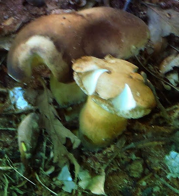 mushroom mycology by http://dearmissmermaid.com copyright Dear Miss Mermaid