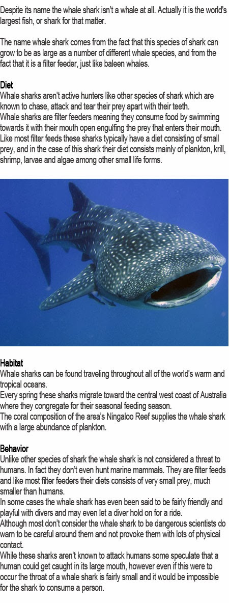 Childhood Education: Whale shark facts for kids