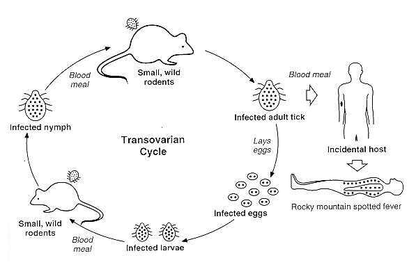 BRCC Microbiology Blog Tick Pathogens
