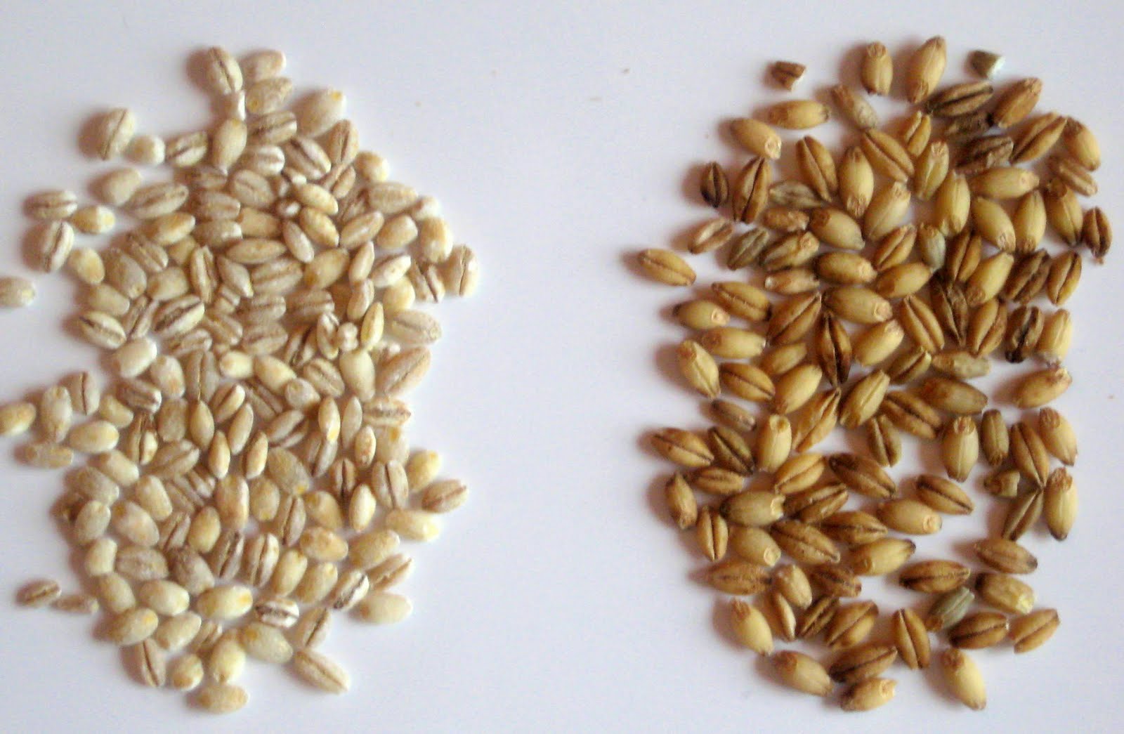Barley Pearled