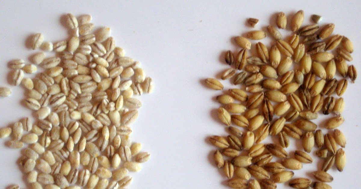 The Delicious Truth Pearled Barley vs. Hulled Barley and a Whole Grain