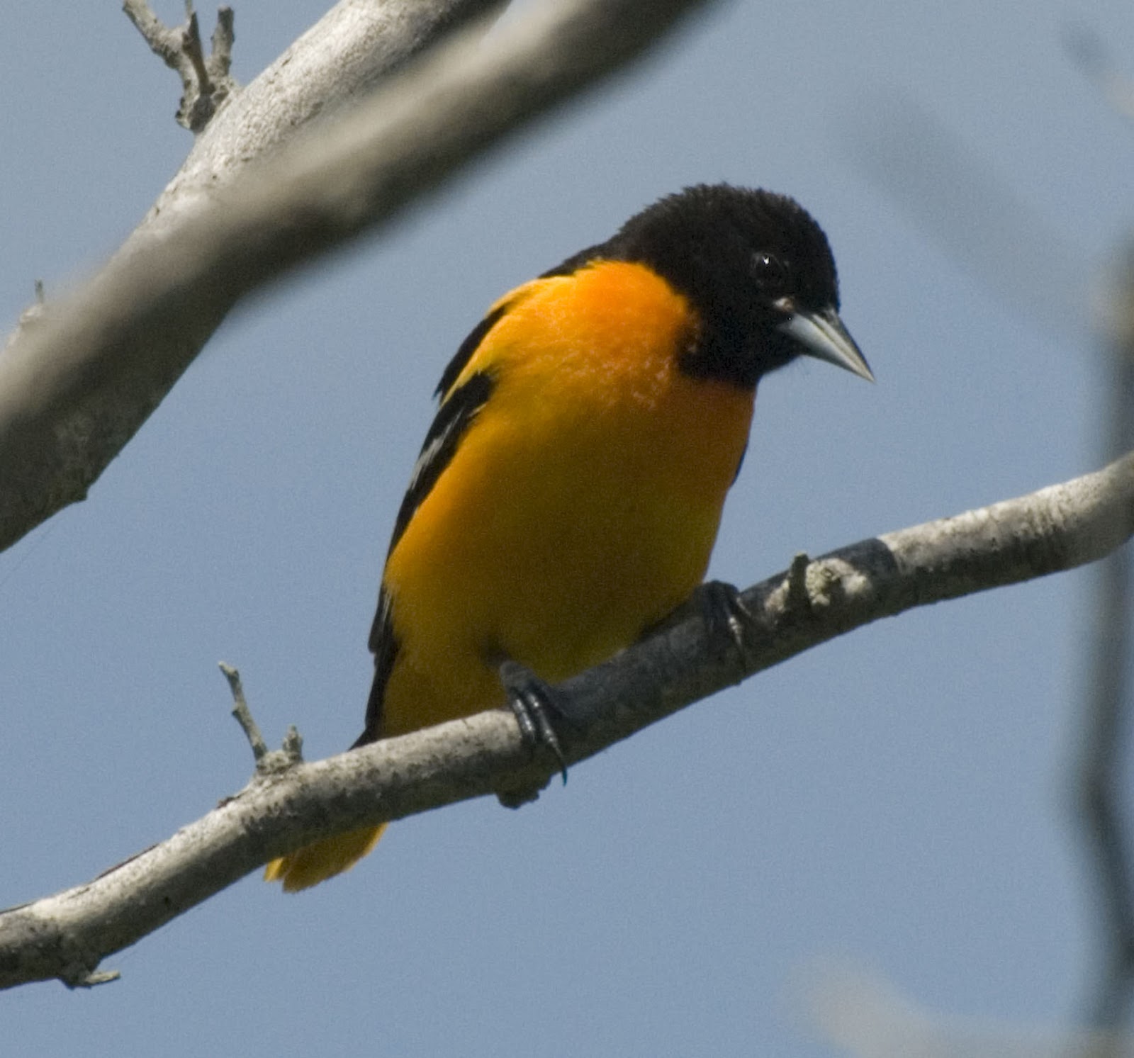 sw louisiana birds may 2012 sw louisiana birds may 2012