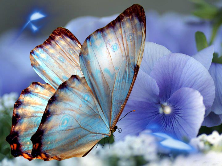 ===Mariposas=== - Página 34 Mariposas+hermosas+%25283%2529