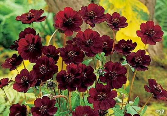 Çiçek Rehberim En Nadir 10 Çiçek