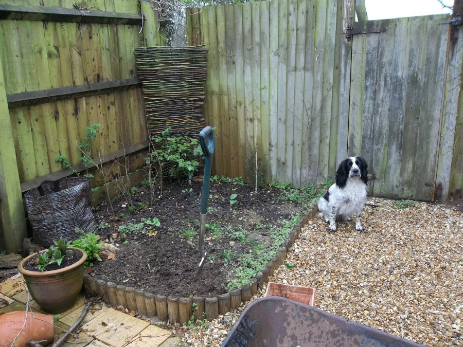 Fothergills Inc. DogProofing the Garden!