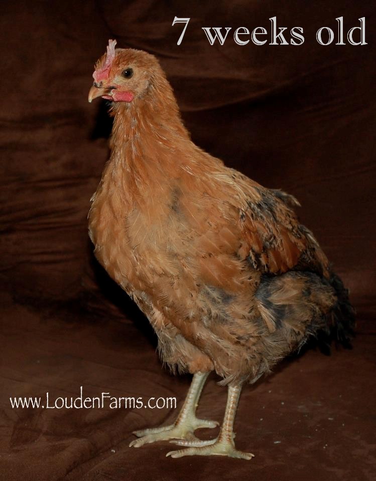 When to Move Chicks from Brooder to Chicken Coop The Chicken Chick®
