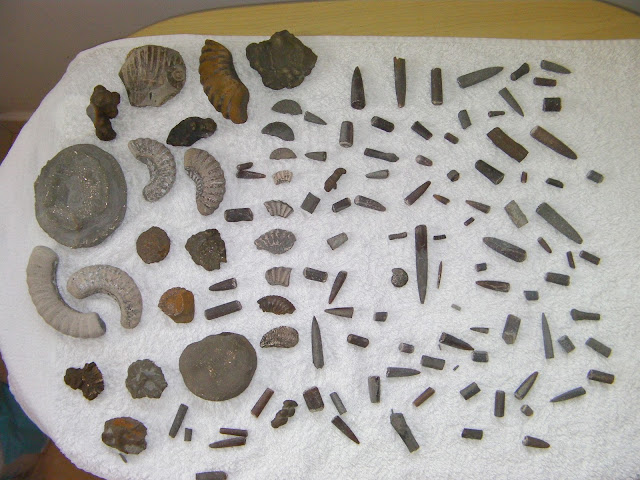 fossil collection ammonites, belemnites and crinoids jurassic coast